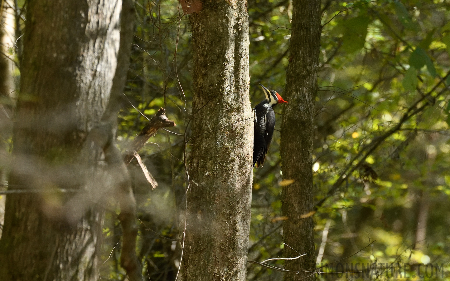 Dryocopus pileatus pileatus [400 mm, 1/320 Sek. bei f / 7.1, ISO 2500]